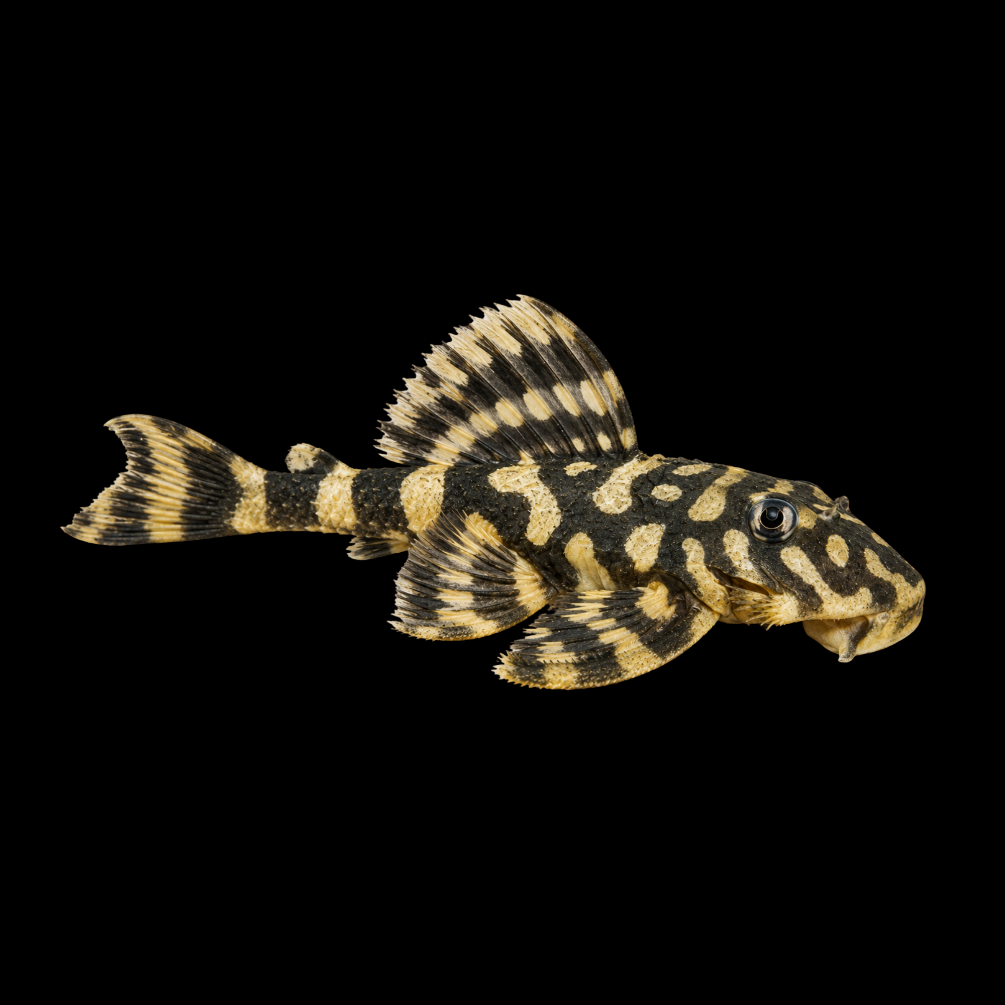 L052 ATABAPO BUTTERFLY PLECO 2.5"