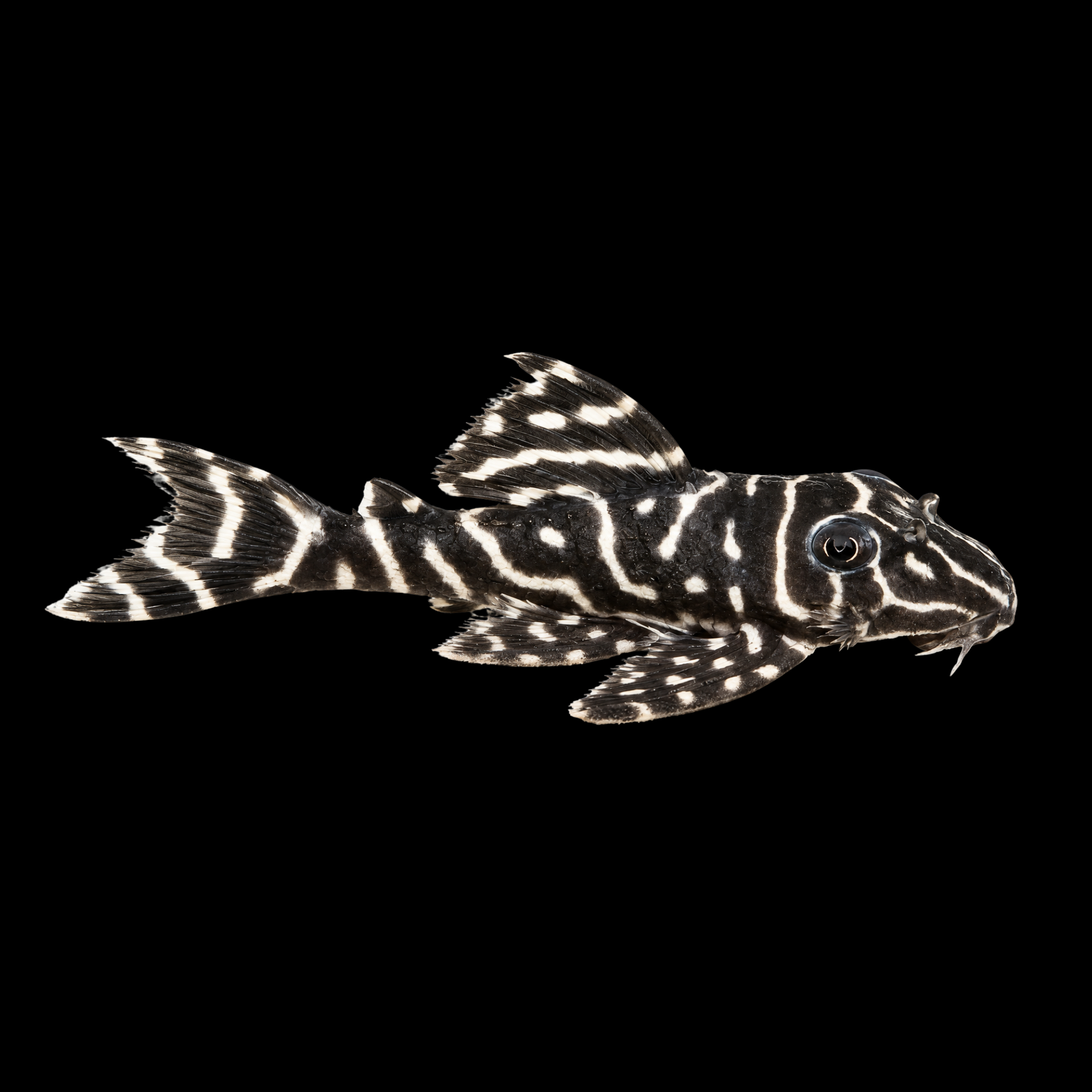 L129 COLUMBIAN ZEBRA PLECO 2"