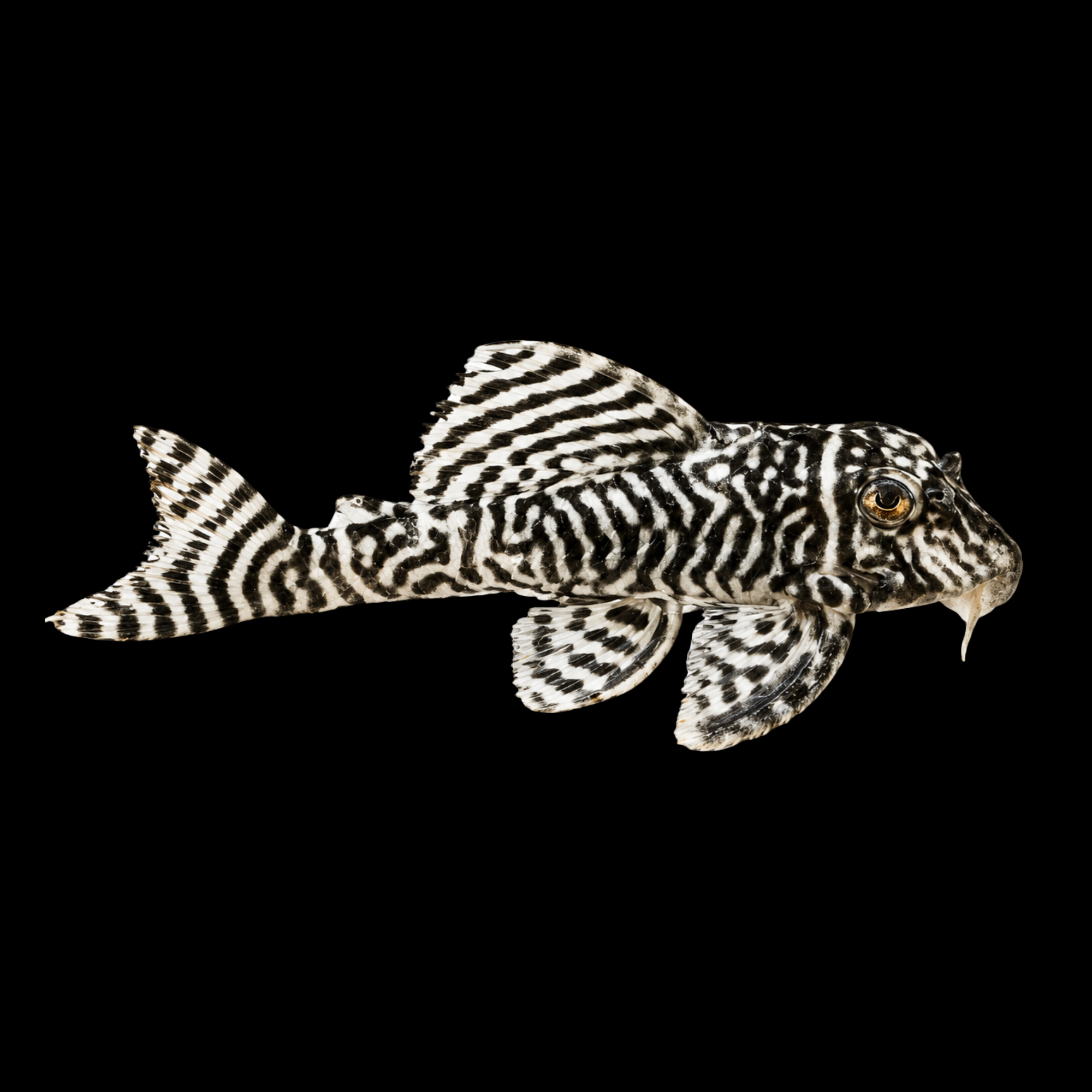 L333 KING TIGER PLECO