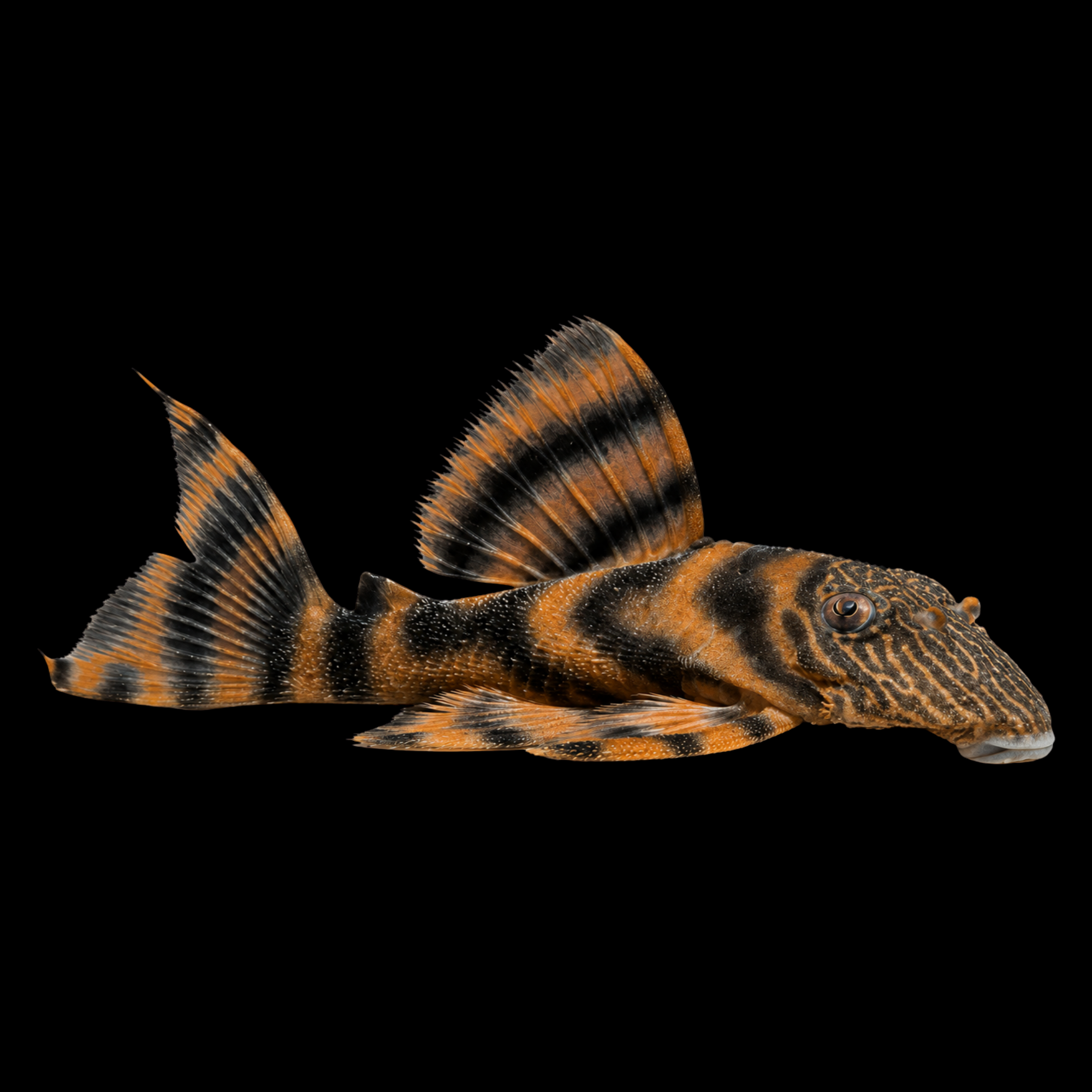 L397 ALENQUER TIGER PLECO