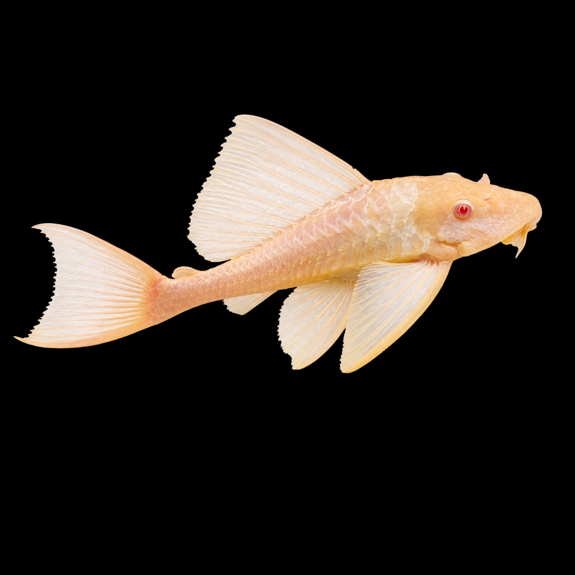 Albino Butterfly Pleco 4"