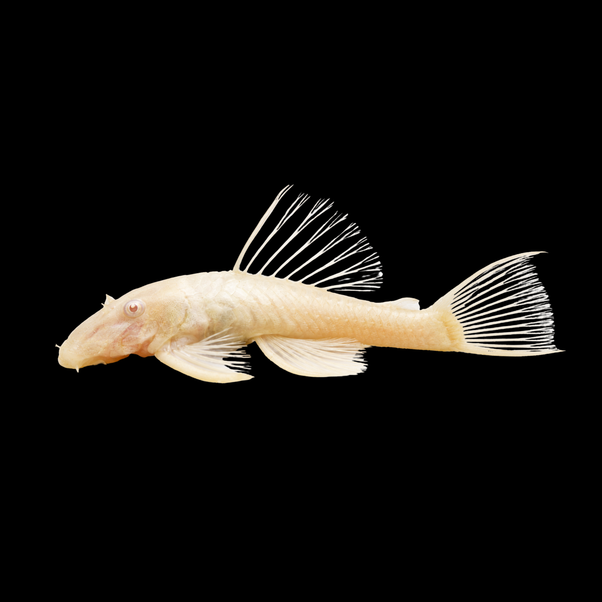 Albino Pleco 3"
