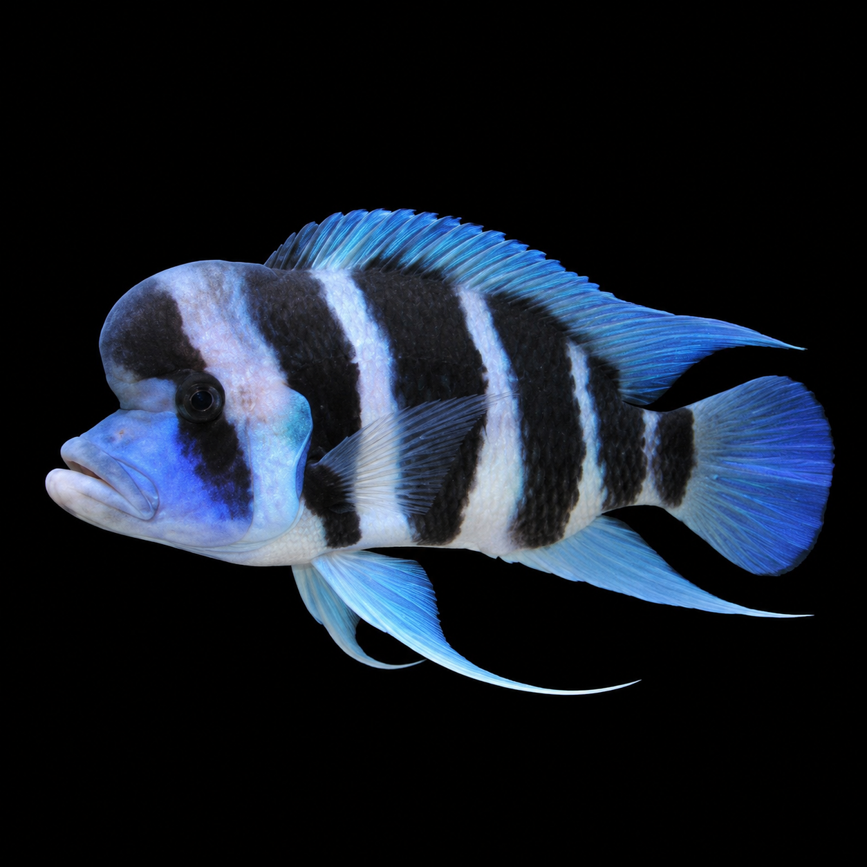 Frontosa